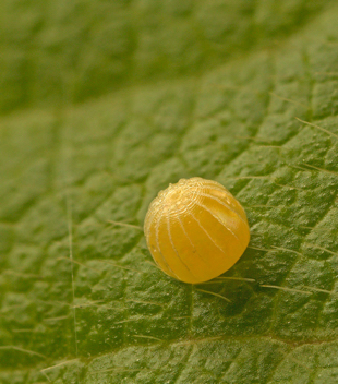 Hoary Edge egg